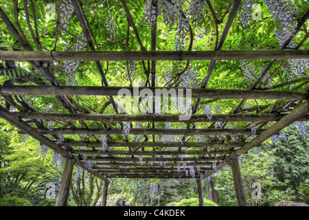 Glyzinien Blüten auf Pergola am Portland Japanese Garden Stockfoto