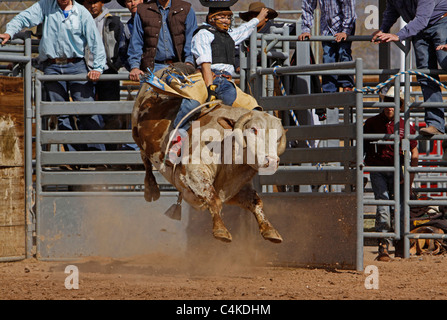 junger Stier Fahrer in ein Arizona Rodeo in Phoenix, Arizona Stockfoto