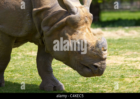 Ein größeren einen gehörnten Nashorn Whipsnade Zoo Stockfoto