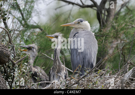 Grey Heron Ardea Cinerea Erwachsenen mit Küken im Nest fotografiert in der Camargue, Frankreich Stockfoto