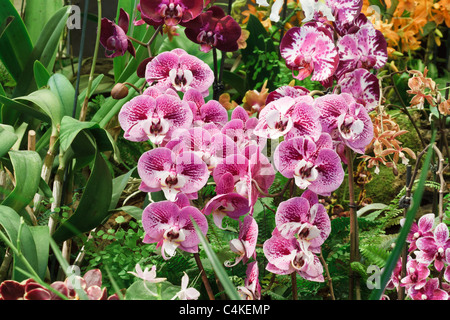 Gruppe von rosa und lila Phalaenopsis Orchideen Blumen zwischen Laub Stockfoto