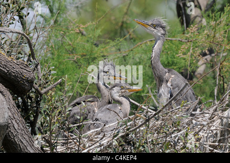 Grey Heron Ardea Cinerea Küken im nest fotografiert in der Camargue, Frankreich Stockfoto