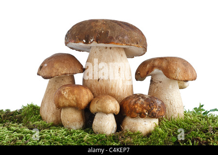 sechs Boletus Edulis Pilze auf Moos auf weißem Hintergrund Stockfoto