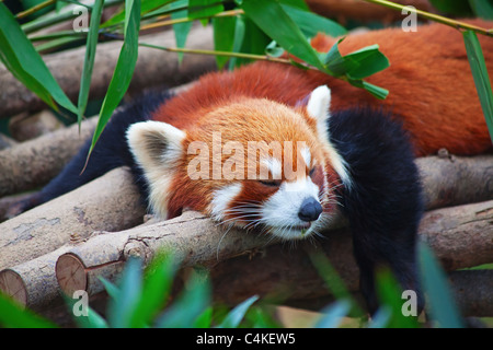 Roter Panda (Firefox) auf dem Baum schlafen Stockfoto