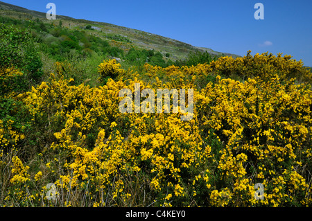 Gemeinsamen Gorse - Ulex Europaeus Glencar, Co. Kerry Stockfoto