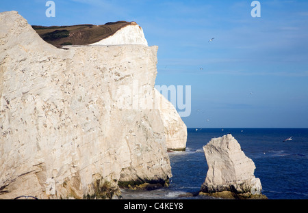 Kreidefelsen Sie in Seaford Kopf, East Sussex, England Stockfoto