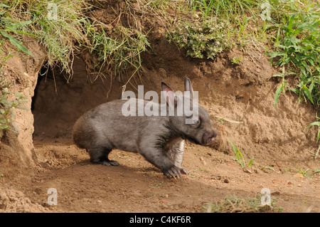 Südlichen Hairy-nosed Wombat Lasiorhinus Latifrons Juvenile am Eingang der Höhle. In Gefangenschaft. Fotografiert in Queensland, Australien Stockfoto