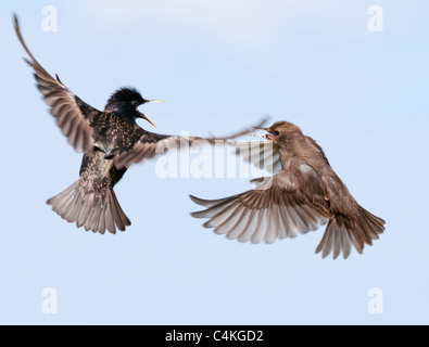 Erwachsene und Jugendliche Stare Streit im Flug Stockfoto