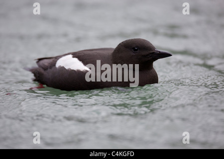 Schwarzen Guillemot; Cepphus Grylle; Galloway; Schottland Stockfoto