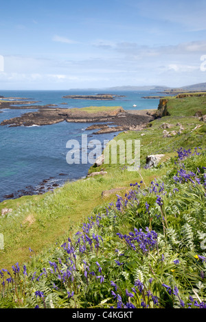 Glockenblumen; Hyacinthoides non-Scripta; auf Lunga; Treshnish Inseln; Schottland Stockfoto