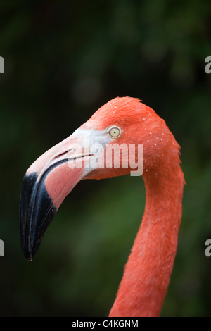 Chilenische Flamingo; Phoenicopterus Chilensis; Gefangener Vogel Stockfoto