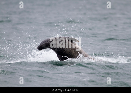 Seehunde; Phoca Vitulina; Porposing; Schottland Stockfoto