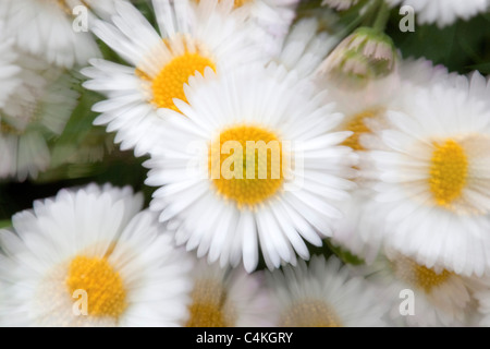 Mexikanische Berufkraut; Erigeron Mucronatus; kreative interpretation Stockfoto