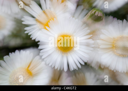 Mexikanische Berufkraut; Erigeron Mucronatus; kreative interpretation Stockfoto