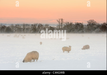 Ein Bereich der Schafe grasen auf dem Schnee bedeckt Feld auf den Somerset Levels, UK. Stockfoto