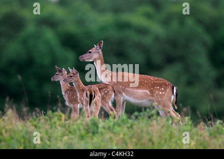 Damhirsch (Cervus Dama / Dama Dama) Doe mit zwei Kitzen im Sommer, Dänemark Stockfoto