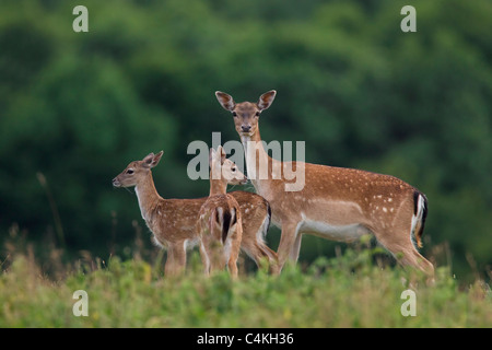 Damhirsch (Cervus Dama / Dama Dama) Doe mit zwei Kitzen im Sommer, Dänemark Stockfoto