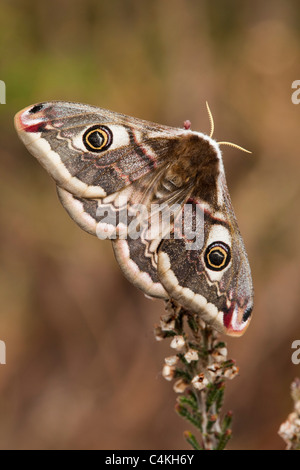 Kaiser-Motte; Saturnia Pavonia; Weiblich Stockfoto