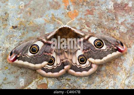 Kaiser-Motte; Saturnia Pavonia; Weiblich Stockfoto