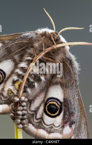 Kaiser-Motte; Saturnia Pavonia; Weibchen mit Eiern Stockfoto