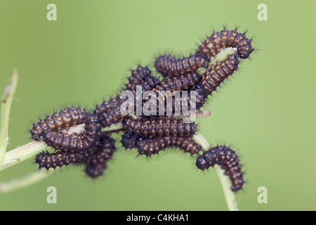 Kaiser-Motte; Saturnia Pavonia; Larven, die eine Woche alt Stockfoto