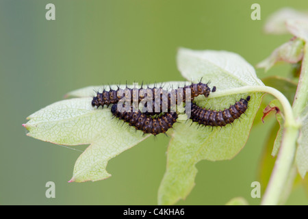 Kaiser-Motte; Saturnia Pavonia; Larven, die eine Woche alt Stockfoto