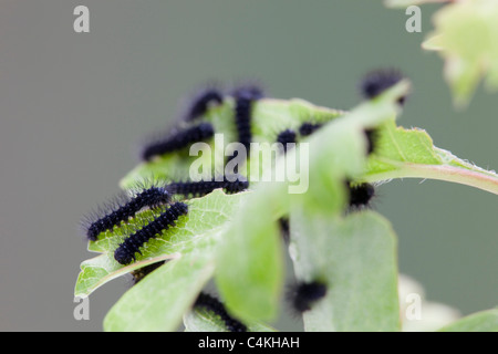 Kaiser-Motte; Saturnia Pavonia; frisch geschlüpften Larven Stockfoto