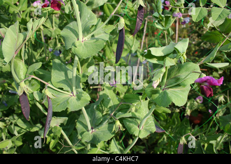 Lila Zuckererbsen auf blühende Pflanze wächst. Auch genannt lila Schiffsentwurf Erbsen. Stockfoto