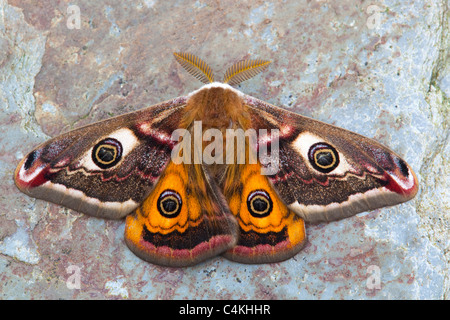 Kaiser-Motte; Saturnia Pavonia; Männlich Stockfoto