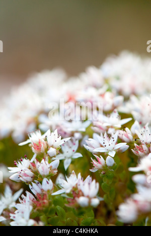 Englische Fetthenne; Sedum Anglicum; Stockfoto