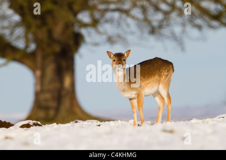 Damwild; Dama Dama; im Schnee Stockfoto