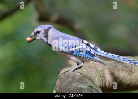 Blauhäher (Cyanocitta Cristata) mit einer Mutter. Stockfoto