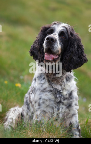 Englisch Springer Spaniel; Weiblich; Stockfoto