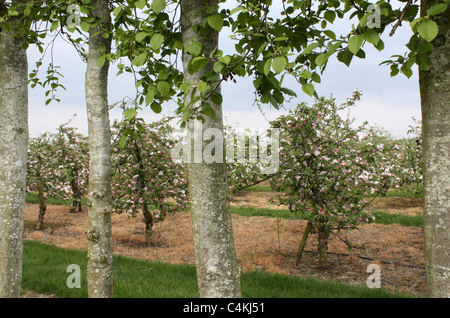 Apfelbäume blühen im Frühling in englische Obstgarten East Sussex England UK Stockfoto