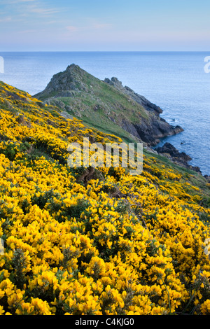 Ginster an Cudden Stelle; Mount's Bay; Cornwall Stockfoto