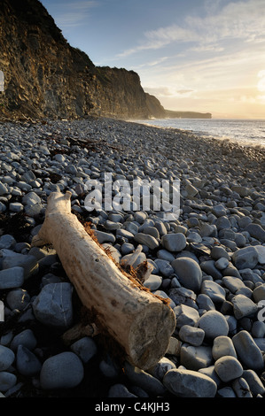 Treibholz am Strand von East Quantoxhead, Somerset. Stockfoto