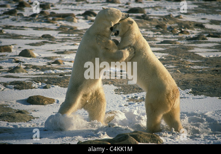 Eisbär (Ursus Maritimus) zwei junge Erwachsene spielen kämpfen im Schnee Stockfoto