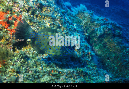 Kritzelte Lederjacke Feilenfisch - Scrawled Feilenfisch (Aluterus Scriptus) schwimmen in der Nähe von unten Stockfoto