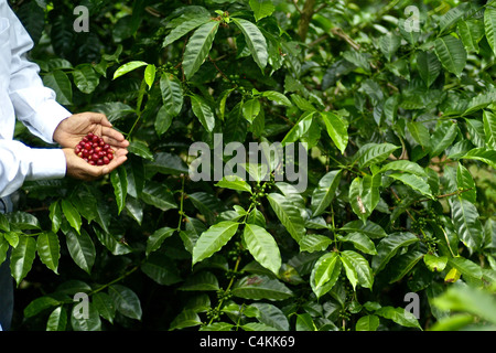 Porträt von Don Francisco Serracin, Gründer von Don Pachi Estate, holding Geisha Kaffee in Bohnen. Stockfoto