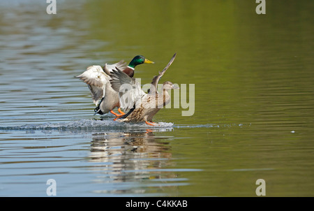 Männliche und weibliche Erwachsene Stockente, die Landung auf einem See Stockfoto