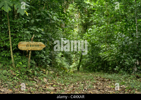 Trails auf Finca Lerida Kaffeeplantage Stockfoto