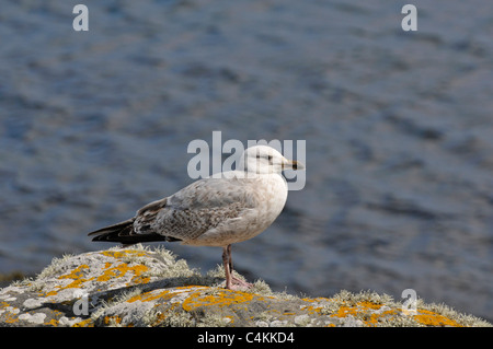 Unreife Silbermöwe: Larus Argentatus. Lerwick, Shetland, Scotland, UK Stockfoto