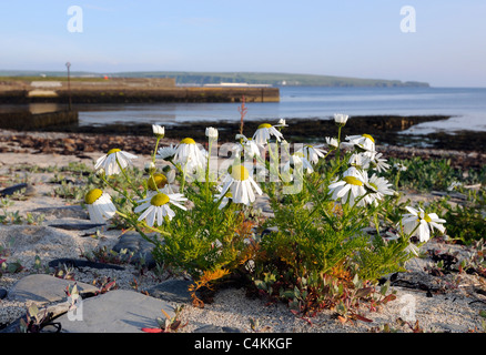 Geruchlos Mayweed (Tripleurospermum Maritimum) wächst in seinem typischen Lebensraum von einem steinigen und sandigen Strand Stockfoto