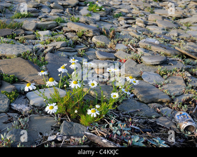 Geruchlos Mayweed (Tripleurospermum Maritimum) wächst in seinem typischen Lebensraum von einem steinigen und sandigen Strand Stockfoto