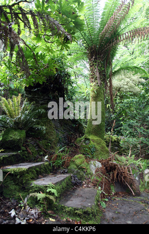 Moos bedeckt Dicksonia in Kells Bay Gardens Stockfoto