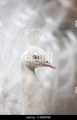 Nahaufnahme von einem indischen Pfauen Pavo cristatus Stockfoto