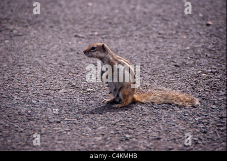 kleines Eichhörnchen auf der Straße Stockfoto