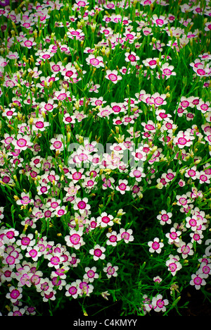 Eine große Gruppe von vielen kleinen weißen und lila Blüten (Phlox) durch hohe Gräser ausbreiten. Stockfoto