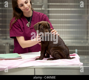 ein Tierarzt Techniker bekommt eine Patient bereit für ihre Aufnahmen Stockfoto