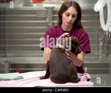 ein Tierarzt Techniker beruhigt ein Labrador-Welpe vor seiner Impfung Stockfoto